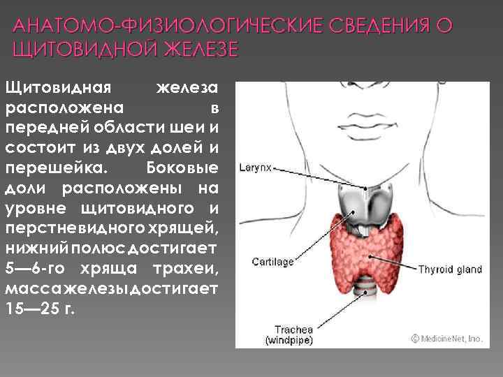 В какой полости расположена щитовидная железа. Анатомо-физиологические сведения о щитовидной железе. Строение перешейка щитовидной железы. Анатомо физиологические характеристики щитовидной железы.