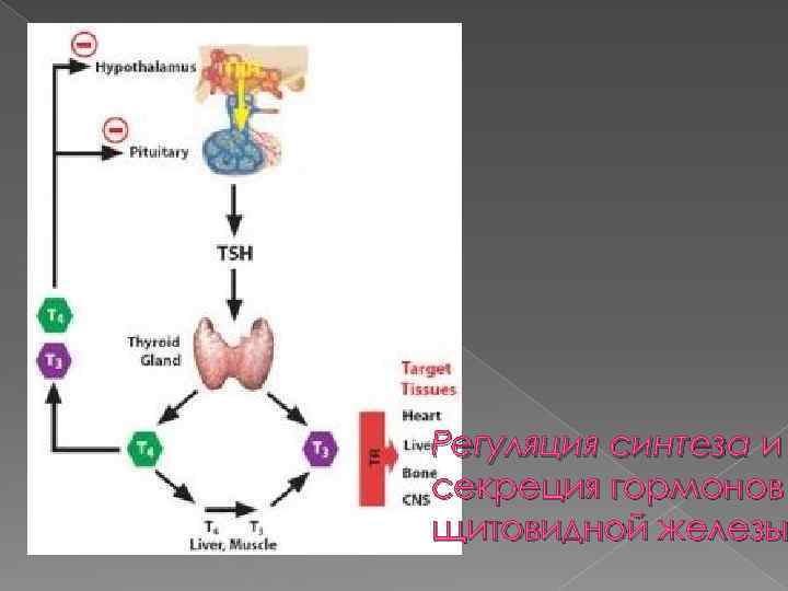 Регуляция синтеза и секреция гормонов щитовидной железы 