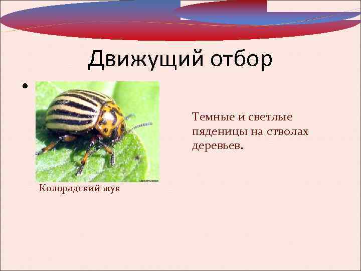 Движущий отбор Темные и светлые пяденицы на стволах деревьев. Колорадский жук 