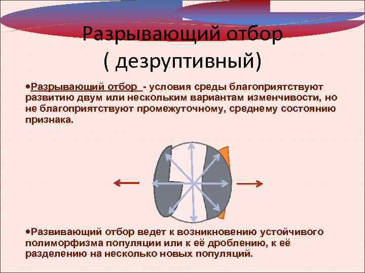 Разрывающий отбор. Разрывающий естественный отбор. Разрывающий Тип отбора примеры. Разрывающий отбор кратко.