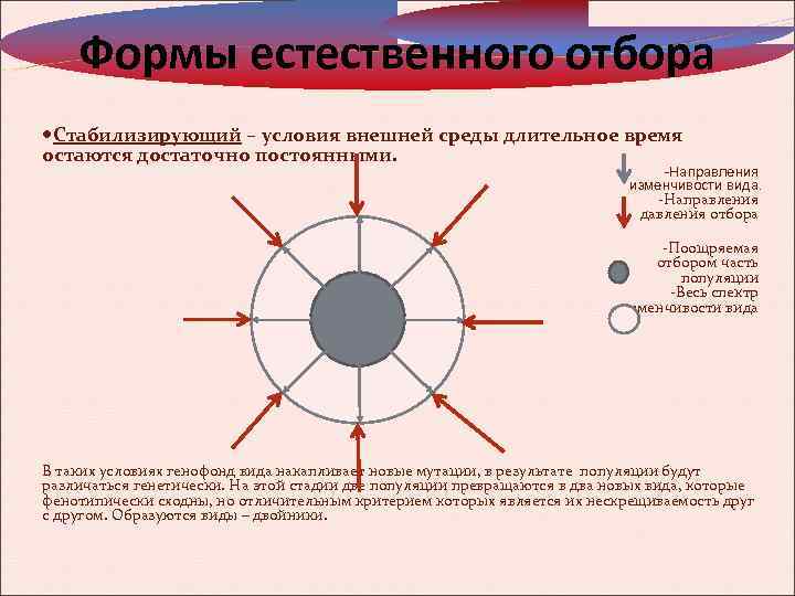 Формы естественного отбора Стабилизирующий – условия внешней среды длительное время остаются достаточно постоянными. -Направления