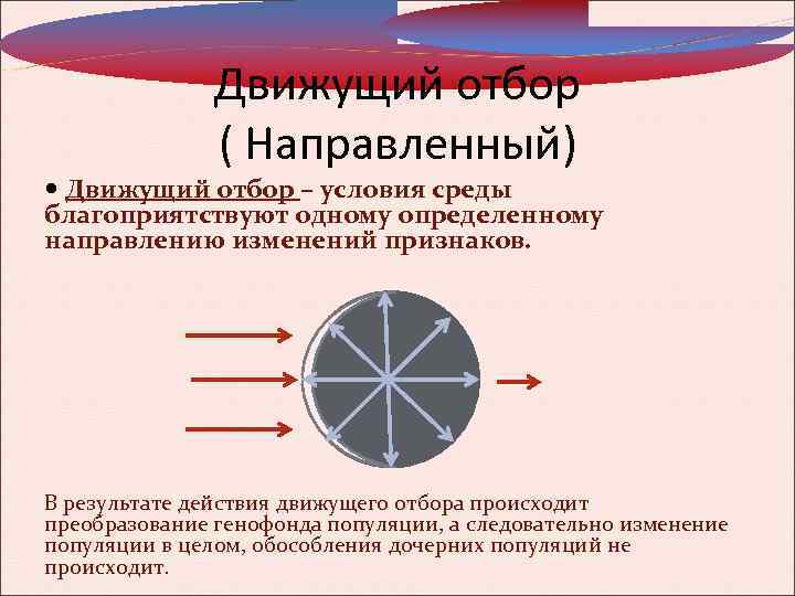 Движущий отбор ( Направленный) Движущий отбор – условия среды благоприятствуют одному определенному направлению изменений