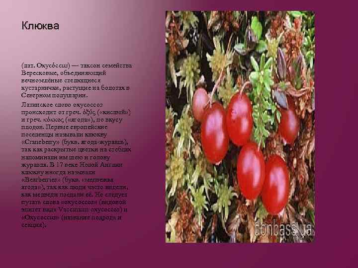 Клюква (лат. Oxycóccus) — таксон семейства Вересковые, объединяющий вечнозелёные стелющиеся кустарнички, растущие на болотах