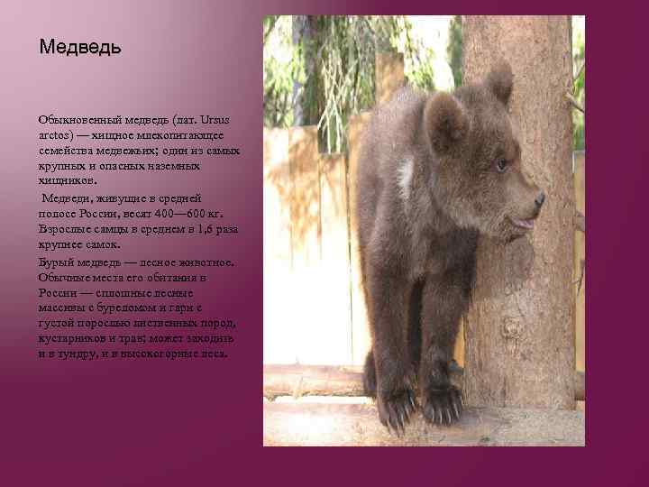 Медведь Обыкновенный медведь (лат. Ursus arctos) — хищное млекопитающее семейства медвежьих; один из самых