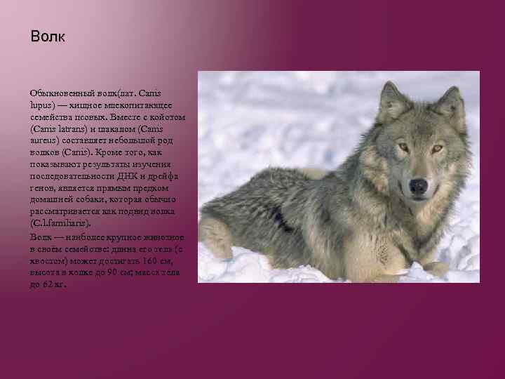Волк Обыкновенный волк(лат. Canis lupus) — хищное млекопитающее семейства псовых. Вместе с койотом (Canis