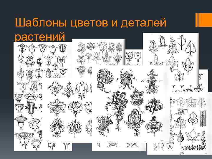 Шаблоны цветов и деталей растений 