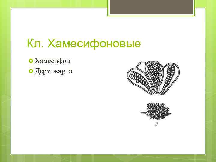 Кл. Хамесифоновые Хамесифон Дермокарпа 