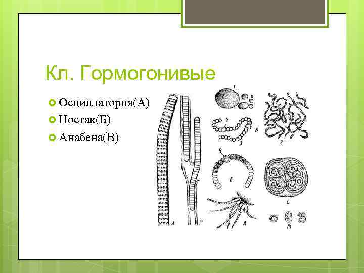 Кл. Гормогонивые Осциллатория(А) Ностак(Б) Анабена(В) 