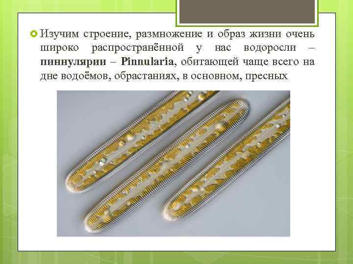  Изучим строение, размножение и образ жизни очень широко распространённой у нас водоросли –
