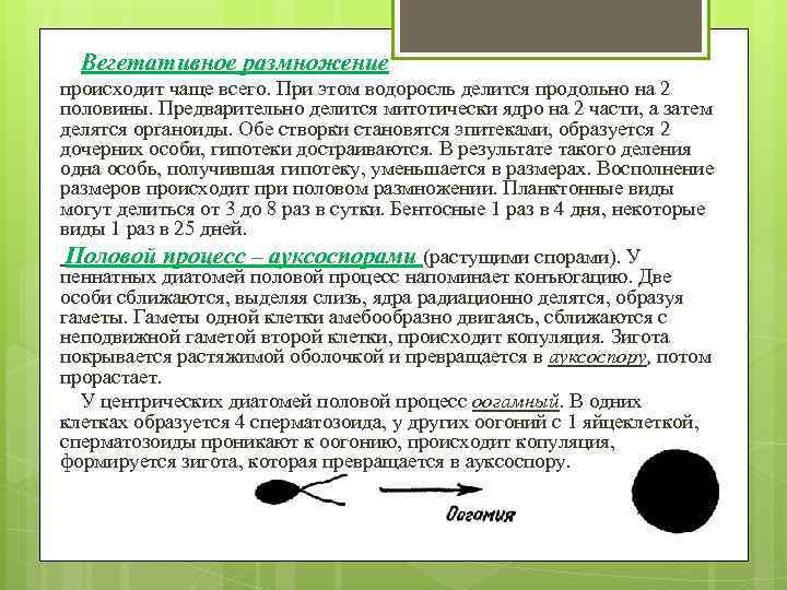  Вегетативное размножение происходит чаще всего. При этом водоросль делится продольно на 2 половины.