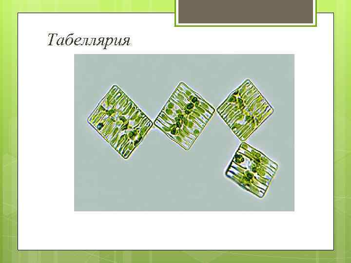  Табеллярия 