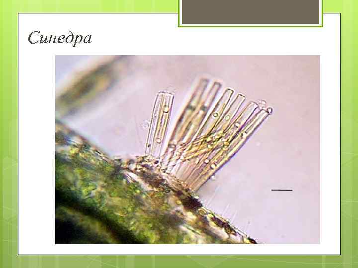 Синедра 