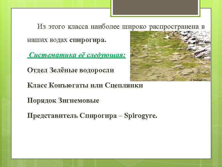  Из этого класса наиболее широко распространена в наших водах спирогира. Систематика её следующая: