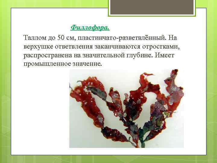  Филлофора. Таллом до 50 см, пластинчато-разветвлённый. На верхушке ответвления заканчиваются отростками, распространена на