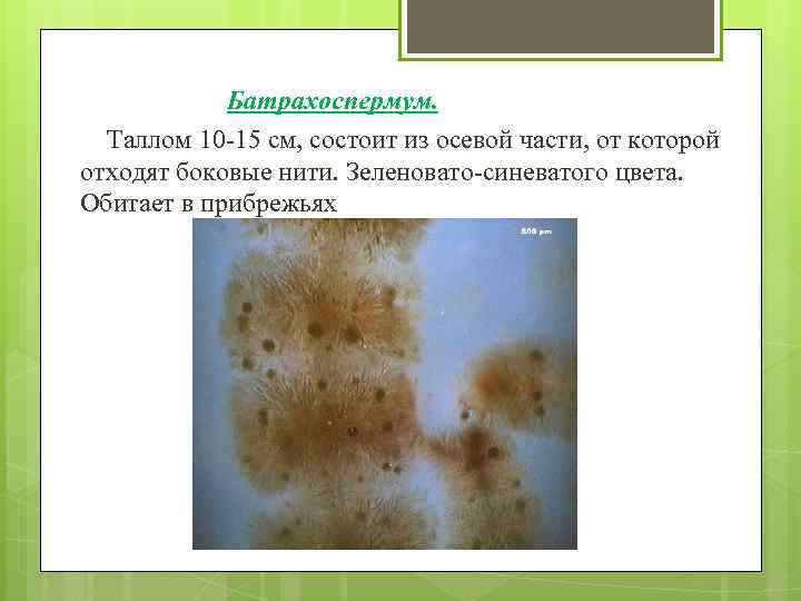  Батрахоспермум. Таллом 10 -15 см, состоит из осевой части, от которой отходят боковые