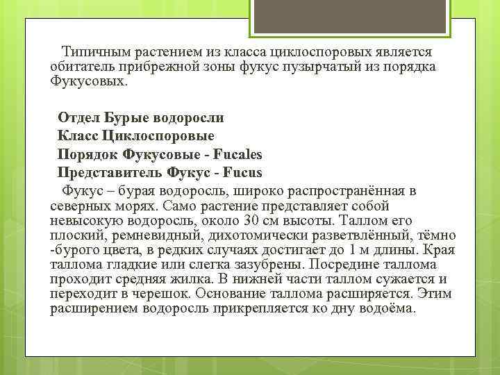  Типичным растением из класса циклоспоровых является обитатель прибрежной зоны фукус пузырчатый из порядка