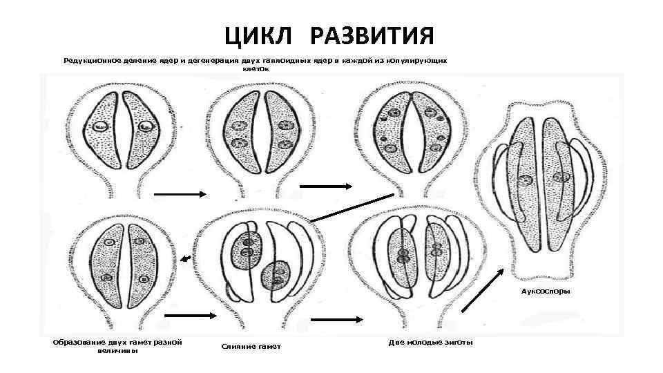 ЦИКЛ РАЗВИТИЯ Редукционное деление ядер и дегенерация двух гаплоидных ядер в каждой из копулирующих