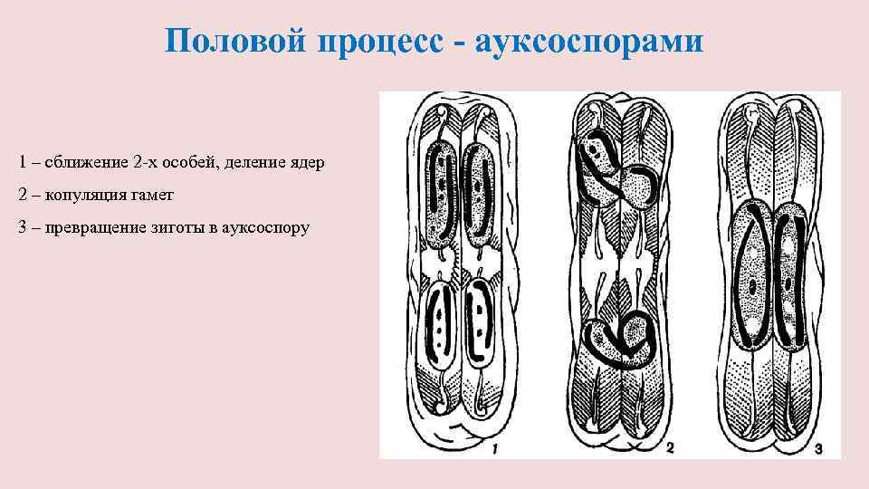 Половой процесс - ауксоспорами 1 – сближение 2 -х особей, деление ядер 2 –