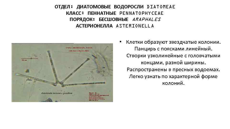 ОТДЕЛ: ДИАТОМОВЫЕ ВОДОРОСЛИ DIATOMEAE КЛАСС: ПЕННАТНЫЕ PENNATOPHYCEAE ПОРЯДОК: БЕСШОВНЫЕ ARAPHALES АСТЕРИОНЕЛЛА ASTERIONELLA • Клетки