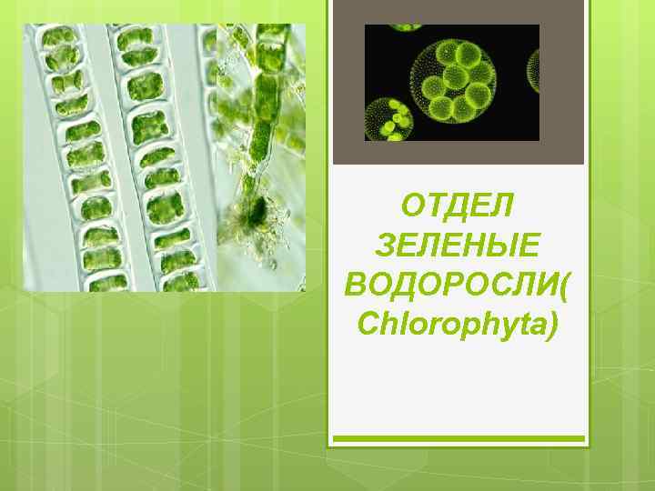 ОТДЕЛ ЗЕЛЕНЫЕ ВОДОРОСЛИ( Chlorophyta) 