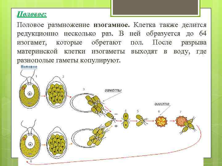 Половое: Половое размножение изогамное. Клетка также делится редукционно несколько раз. В ней образуется до