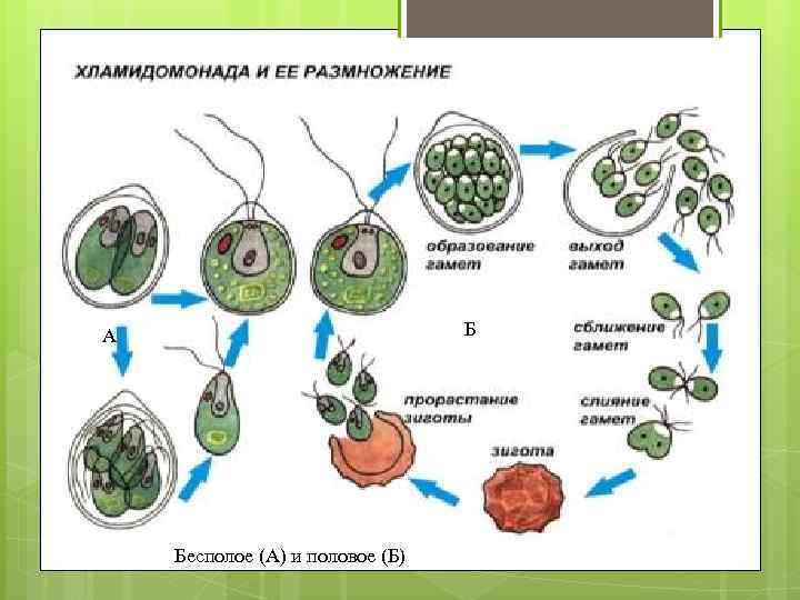 Б А Бесполое (А) и половое (Б) 
