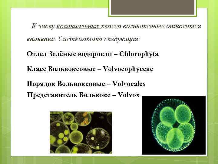 К числу колониальных класса вольвоксовые относится вольвокс. Систематика следующая: Отдел Зелёные водоросли – Chlorophyta