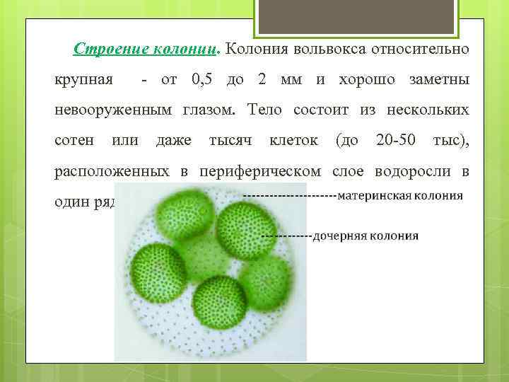 Строение колонии. Колония вольвокса относительно крупная - от 0, 5 до 2 мм и