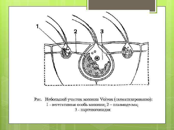 Рис. Небольшой участок колонии Volvox (схематизированно): 1 - вегетативная особь колонии; 2 – плазмодесма;