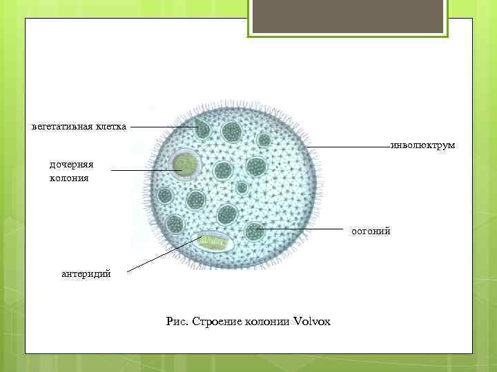 вегетативная клетка инволюктрум дочерняя колония оогоний антеридий Рис. Строение колонии Volvox 
