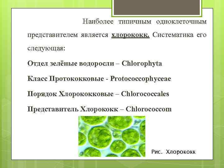 Наиболее типичным одноклеточным представителем является хлорококк. Систематика его следующая: Отдел зелёные водоросли – Chlorophyta