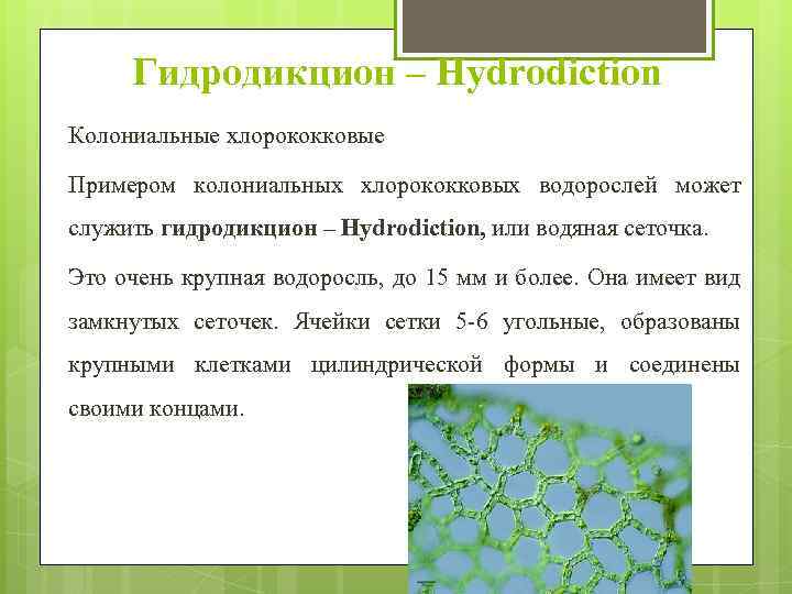 Гидродикцион – Hydrodiction Колониальные хлорококковые Примером колониальных хлорококковых водорослей может служить гидродикцион – Hydrodiction,