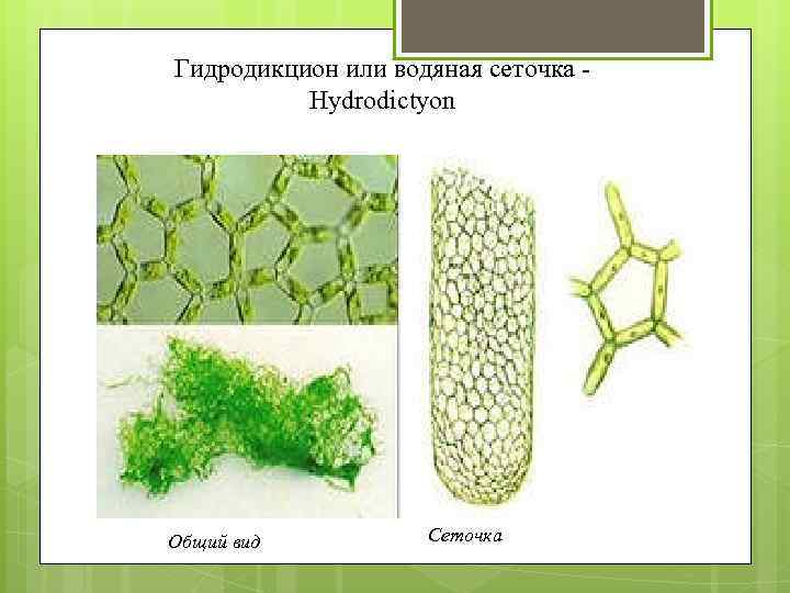 Гидродикцион или водяная сеточка Hydrodictyon Общий вид Сеточка 