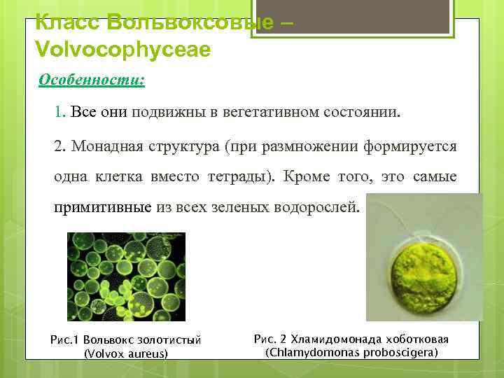 Класс Вольвоксовые – Volvocophyceae Особенности: 1. Все они подвижны в вегетативном состоянии. 2. Монадная
