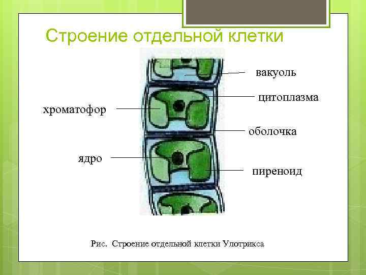 Строение отдельной клетки вакуоль хроматофор цитоплазма оболочка ядро пиреноид Рис. Строение отдельной клетки Улотрикса