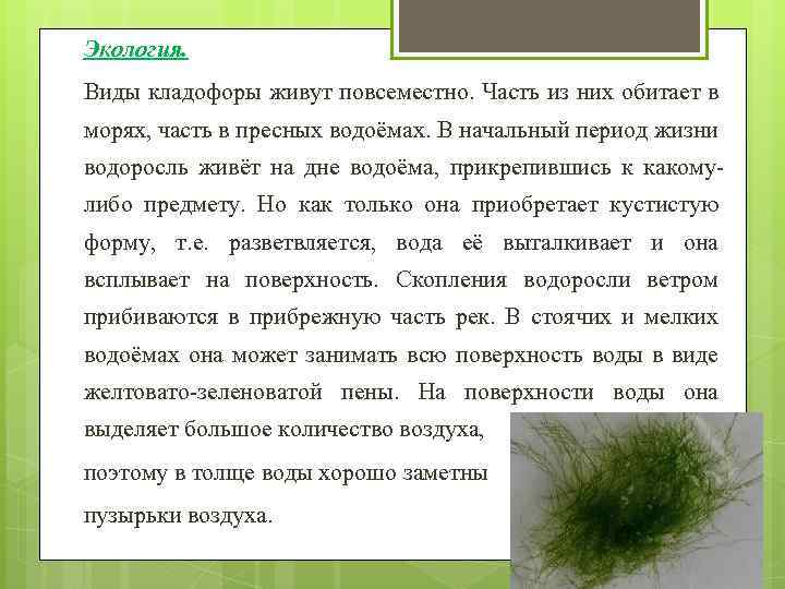 Экология. Виды кладофоры живут повсеместно. Часть из них обитает в морях, часть в пресных