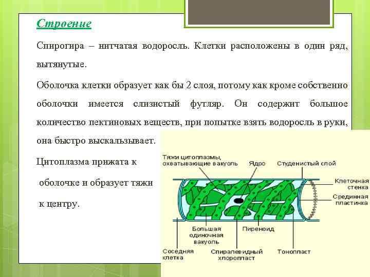 Клетки водорослей образованы