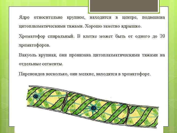 Ядро относительно крупное, находится в центре, подвешена цитоплазматическими тяжами. Хорошо заметно ядрышко. Хроматофор спиральный.