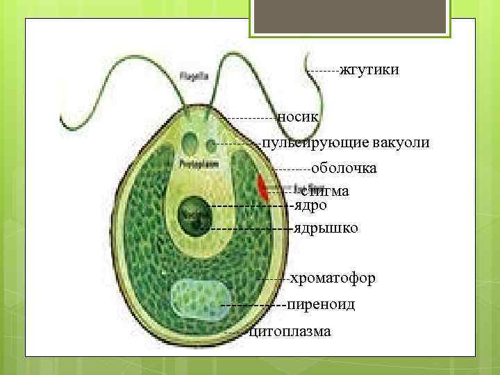 ----жгутики -------носик ------пульсирующие вакуоли -----оболочка ----стигма --------ядро ---------ядрышко ----хроматофор ------пиреноид ------цитоплазма 