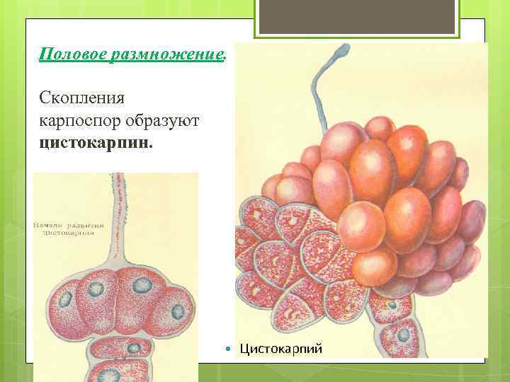 Половое размножение. Скопления карпоспор образуют цистокарпин. Цистокарпий 