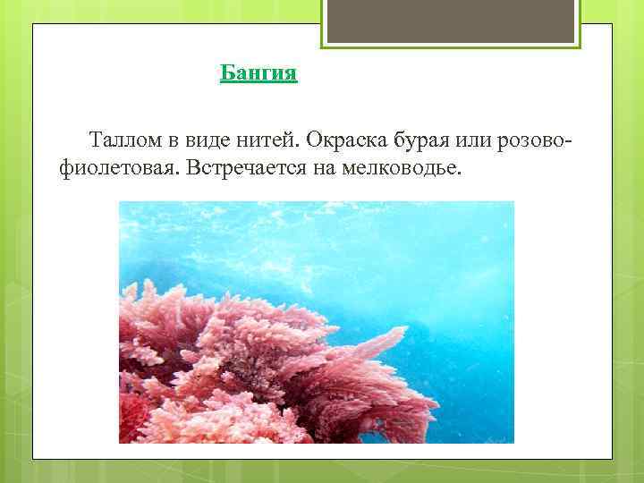 Бангия Таллом в виде нитей. Окраска бурая или розовофиолетовая. Встречается на мелководье. 