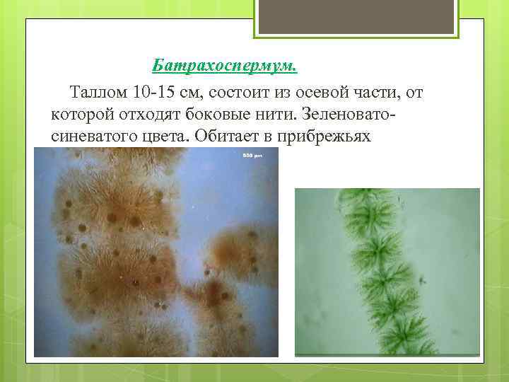 Батрахоспермум. Таллом 10 -15 см, состоит из осевой части, от которой отходят боковые нити.