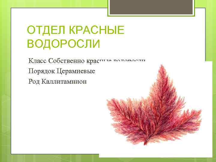 ОТДЕЛ КРАСНЫЕ ВОДОРОСЛИ Класс Собственно красные водоросли Порядок Церамиевые Род Каллитамнион 