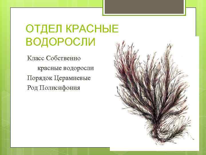 ОТДЕЛ КРАСНЫЕ ВОДОРОСЛИ Класс Собственно красные водоросли Порядок Церамиевые Род Полисифония 