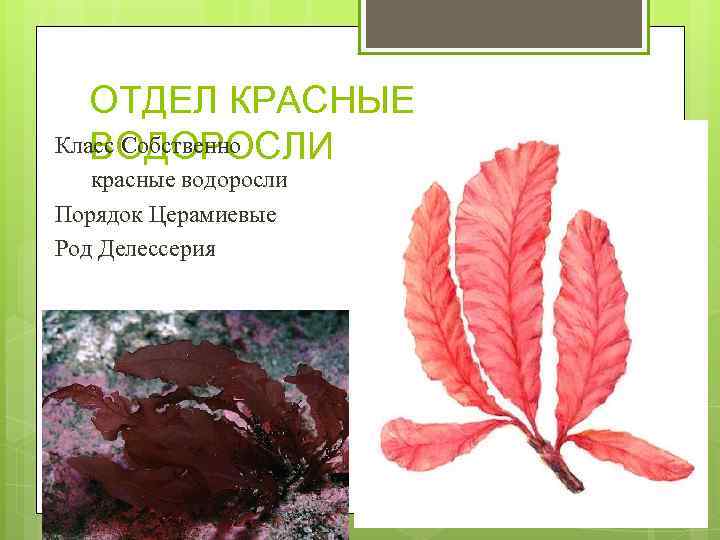 ОТДЕЛ КРАСНЫЕ Класс Собственно ВОДОРОСЛИ красные водоросли Порядок Церамиевые Род Делессерия 