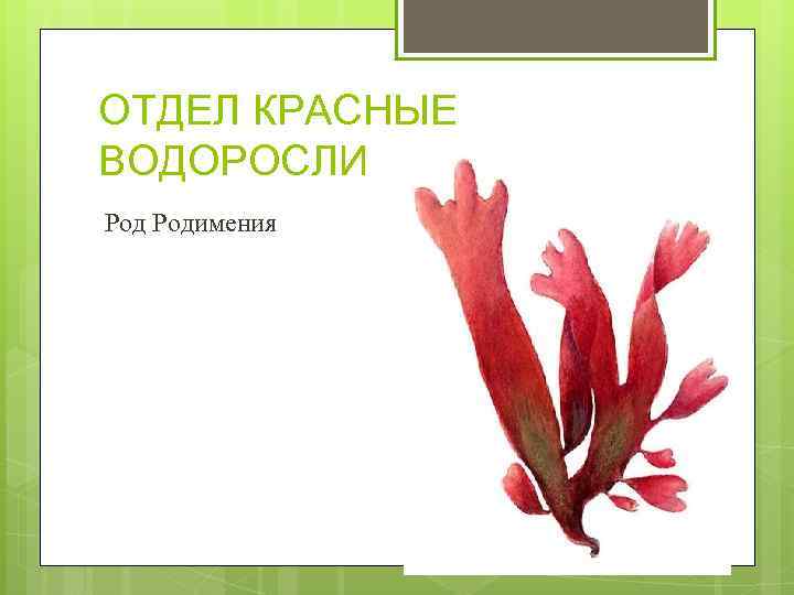 ОТДЕЛ КРАСНЫЕ ВОДОРОСЛИ Родимения 