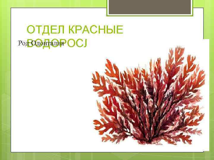 ОТДЕЛ КРАСНЫЕ Род Одонталия ВОДОРОСЛИ 