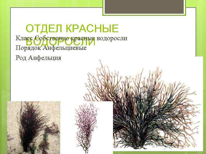 ОТДЕЛ КРАСНЫЕ Класс Собственно красные водоросли ВОДОРОСЛИ Порядок Анфельциевые Род Анфельция 