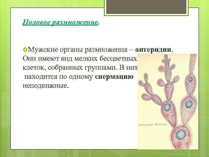 Половое размножение. Мужские органы размножения – антеридии. Они имеют вид мелких бесцветных клеток, собранных