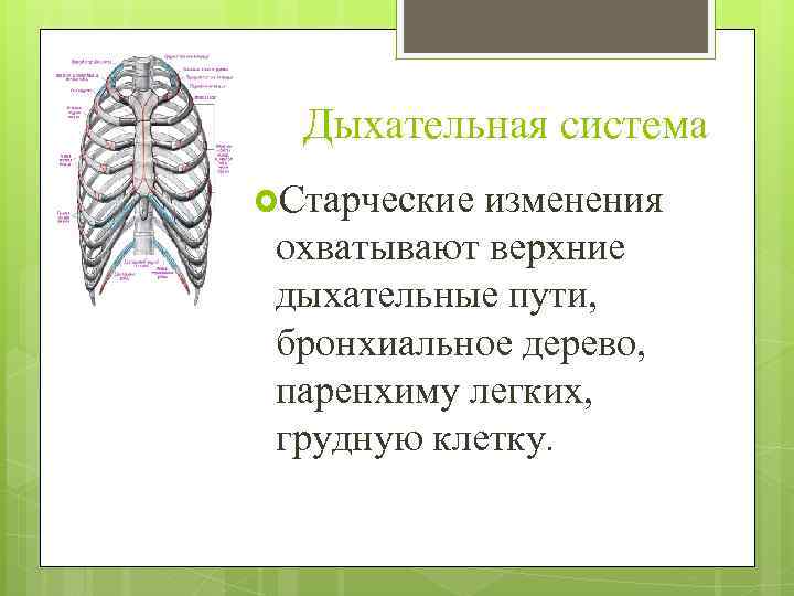 Дыхательная система Старческие изменения охватывают верхние дыхательные пути, бронхиальное дерево, паренхиму легких, грудную клетку.